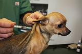 CHIHUAHUA - PIQURE 016